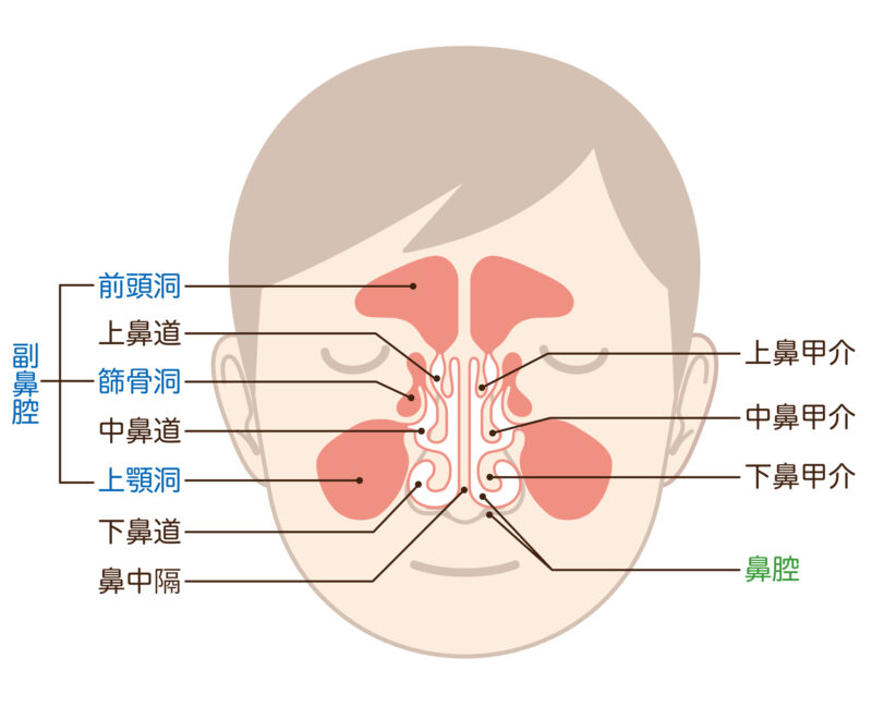 副鼻腔