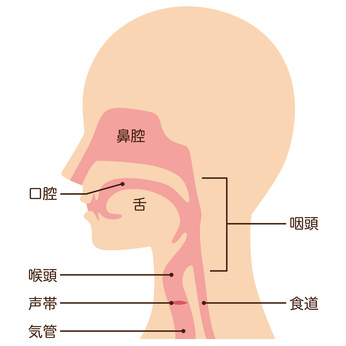 喉の構造